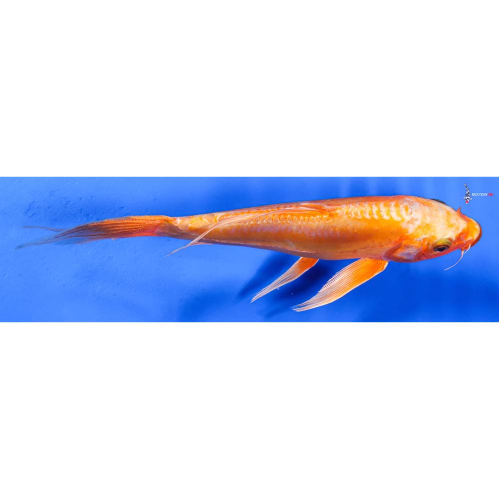 7.5” Imported Doitsu Orenji Ogon Butterfly Koi