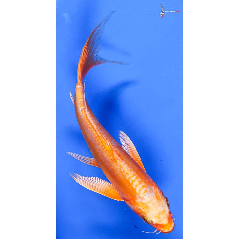 7.5” Imported Doitsu Orenji Ogon Butterfly Koi