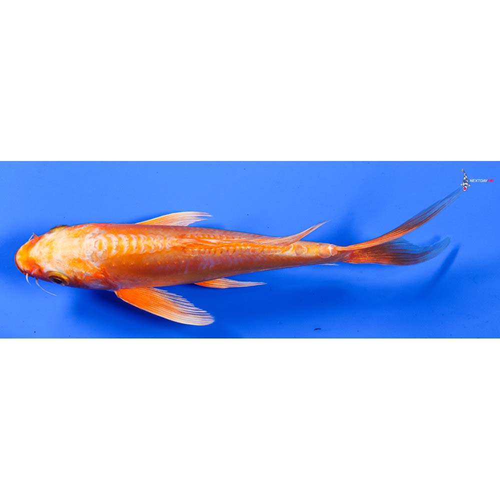 7.5” Imported Doitsu Orenji Ogon Butterfly Koi