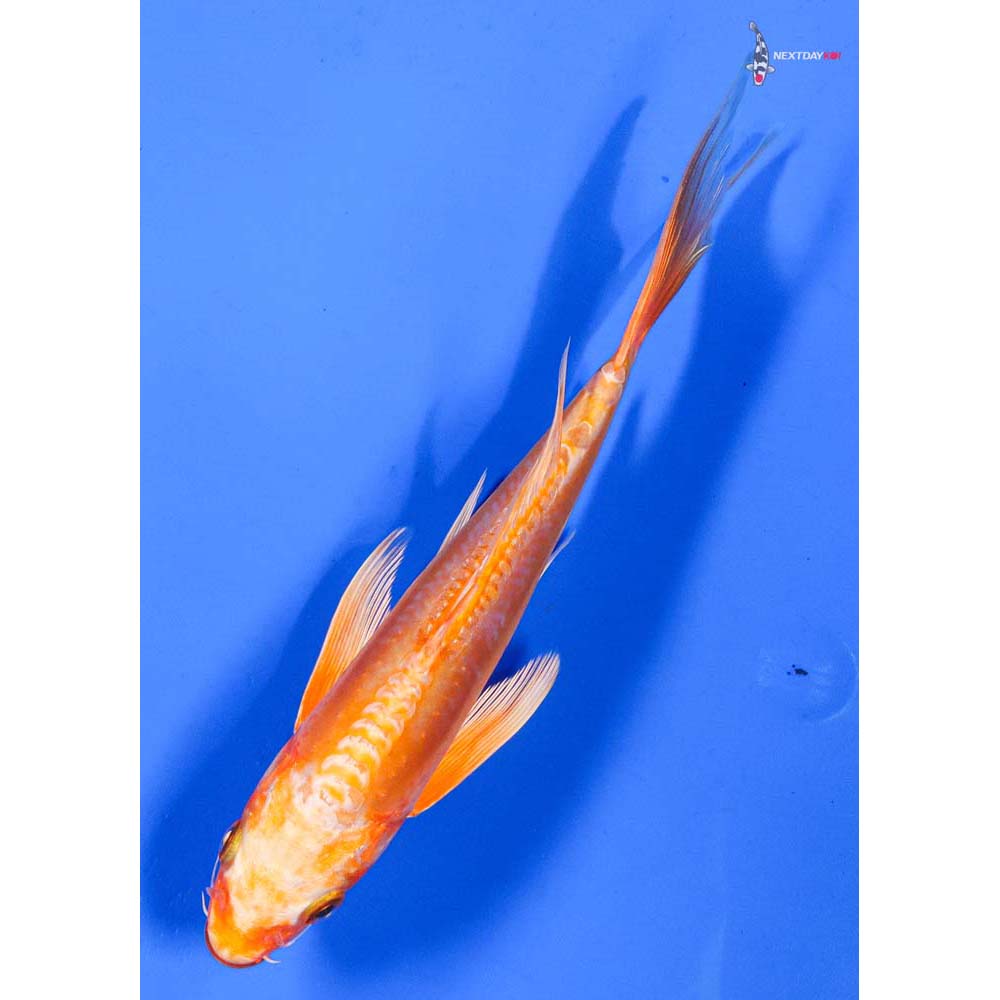 7.5” Imported Doitsu Orenji Ogon Butterfly Koi