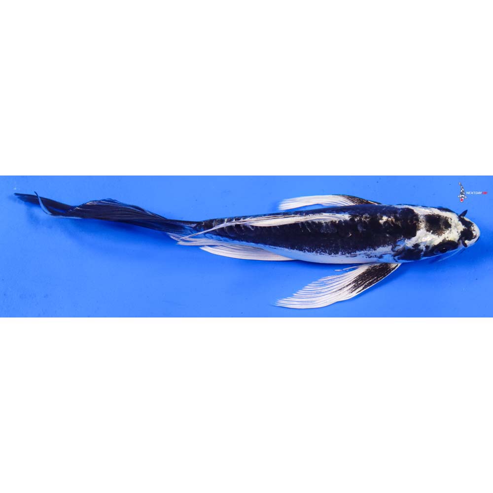 8” Imported Kikokuryu Butterfly Koi