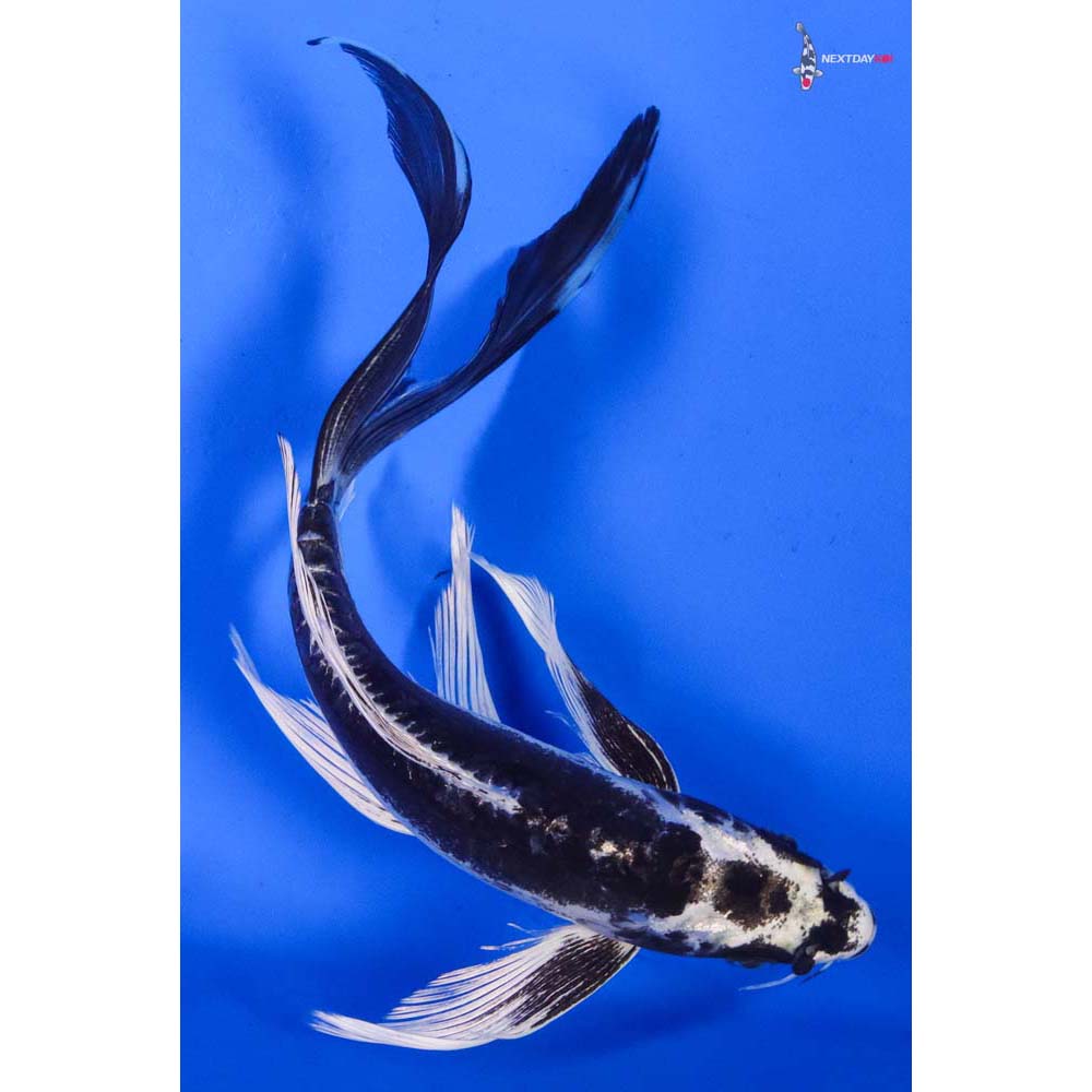 8” Imported Kikokuryu Butterfly Koi