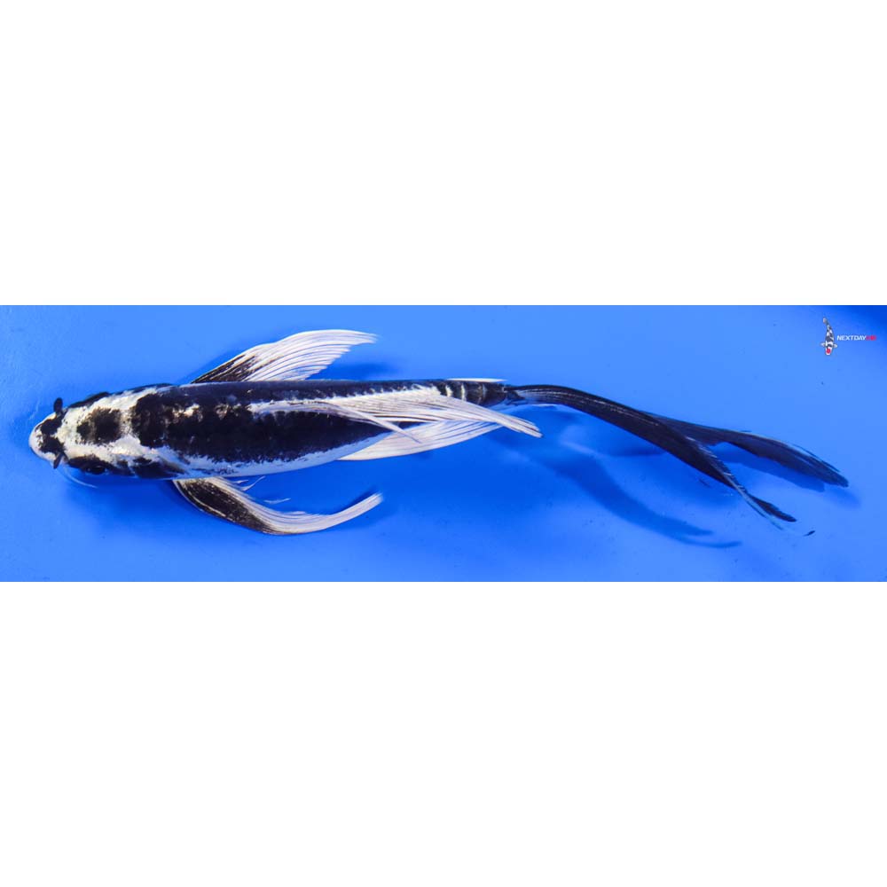 8” Imported Kikokuryu Butterfly Koi