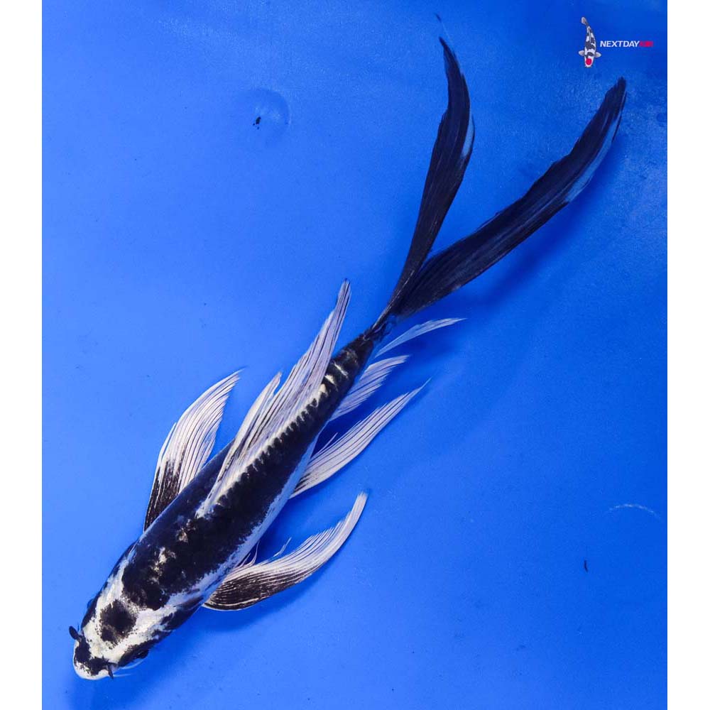 8” Imported Kikokuryu Butterfly Koi