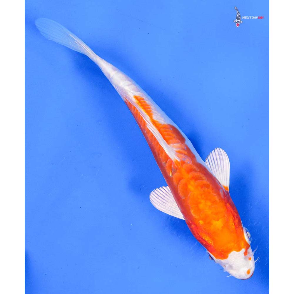 6” Imported Kikusui