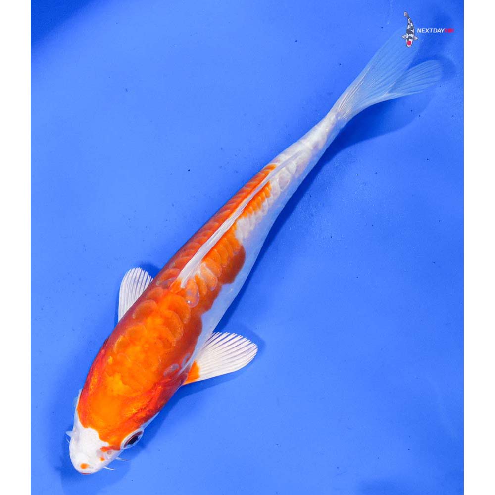 6” Imported Kikusui