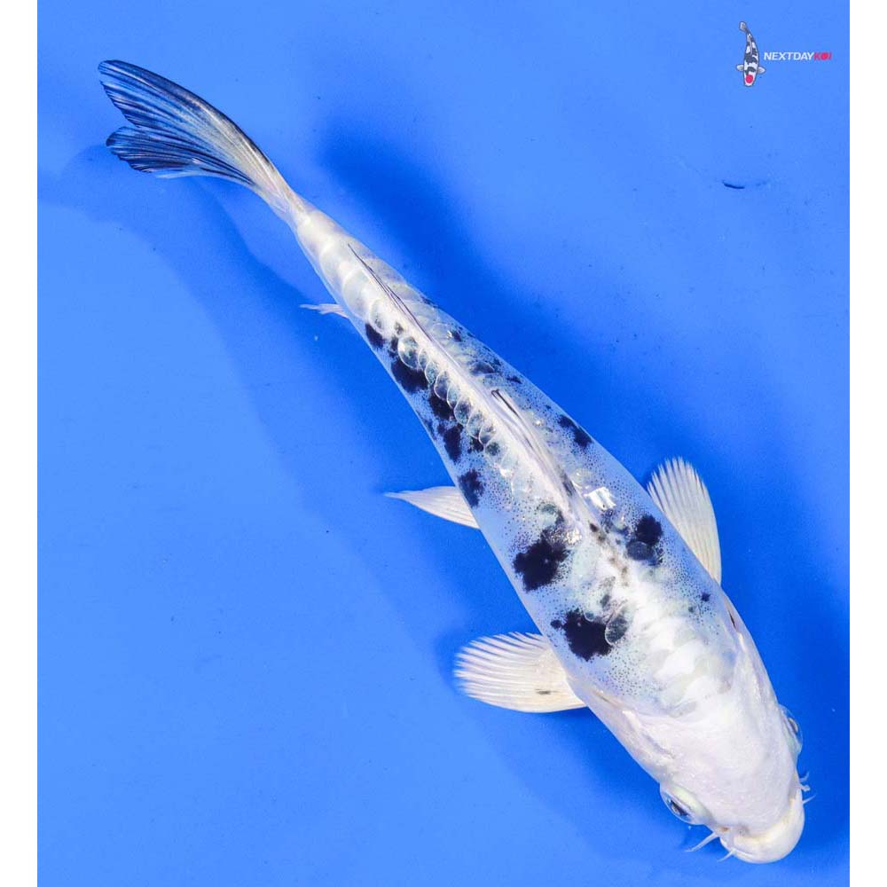 6.5” Imported Doitsu Gin Shiro Bekko
