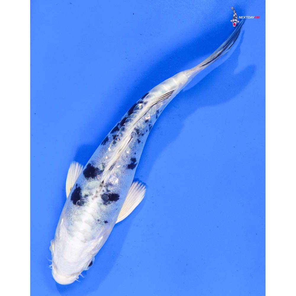 6.5” Imported Doitsu Gin Shiro Bekko