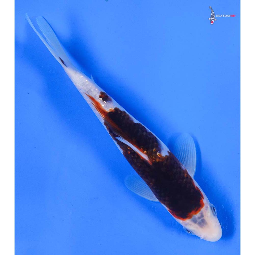 6.5” Imported Goromo