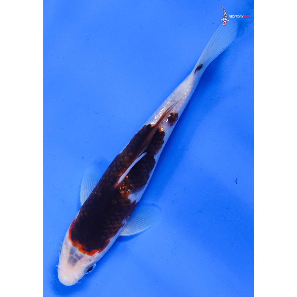 6.5” Imported Goromo