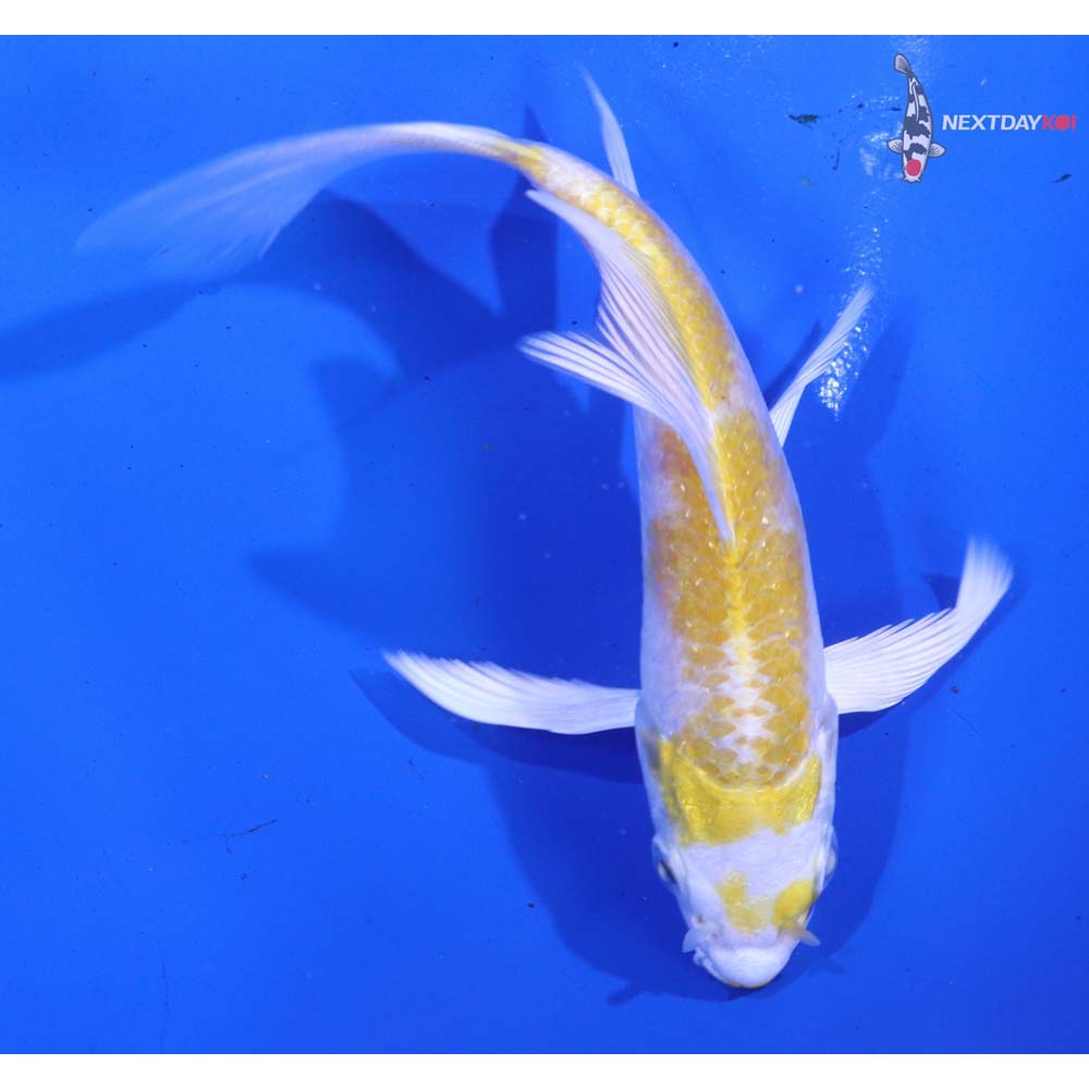 4.5” Imported Lemon Hariwake Butterfly Koi