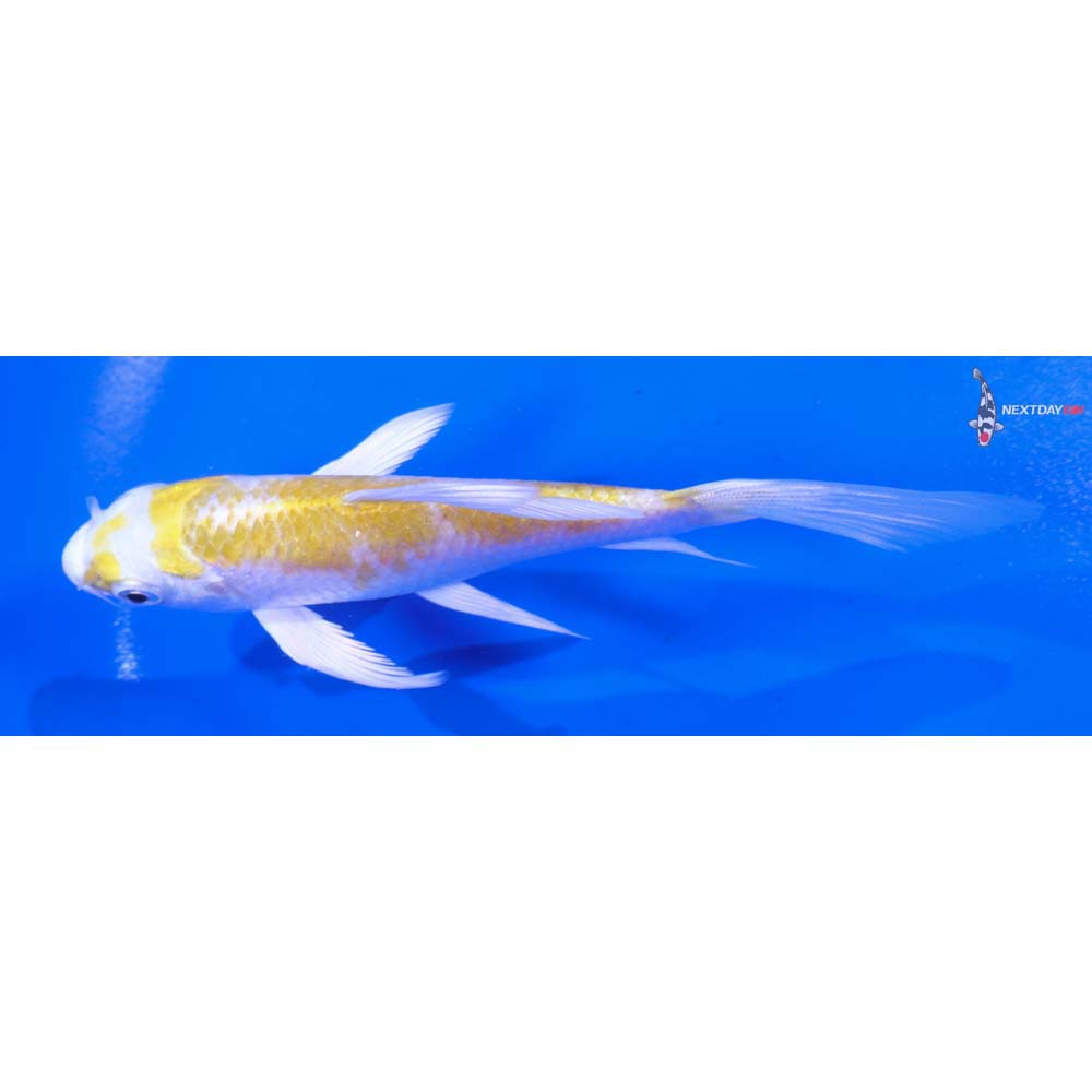 4.5” Imported Lemon Hariwake Butterfly Koi