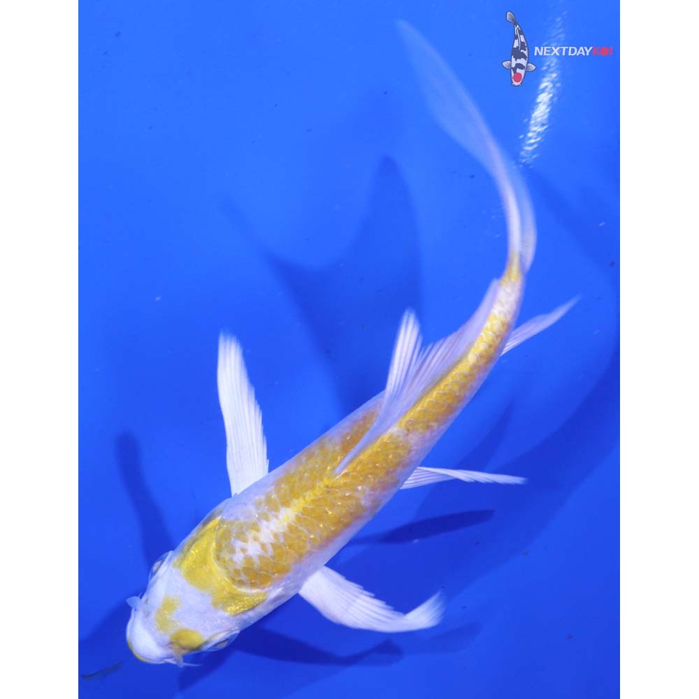 4.5” Imported Lemon Hariwake Butterfly Koi