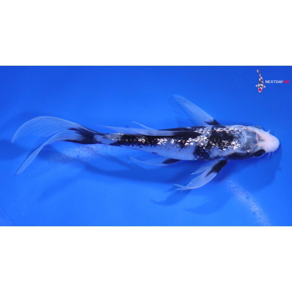 5.5” Imported Gin Rin Shiro Utsuri Butterfly Koi