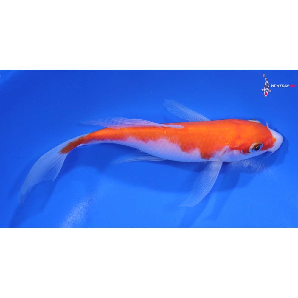 6” Imported Kohaku Butterfly Koi