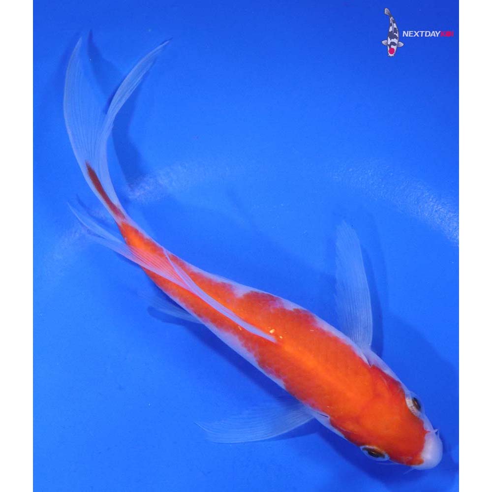 6” Imported Kohaku Butterfly Koi