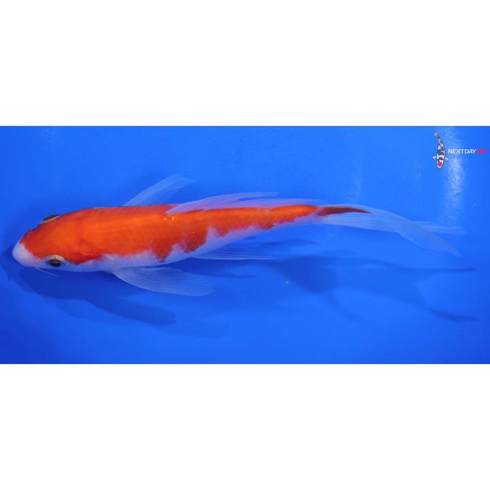 6” Imported Kohaku Butterfly Koi