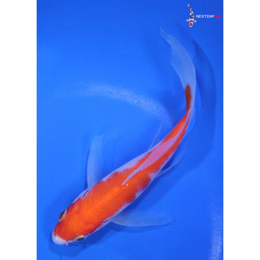 6” Imported Kohaku Butterfly Koi