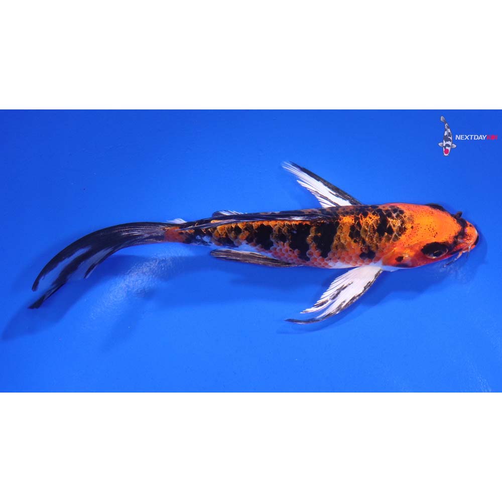 6” Imported Yamato Nishiki Butterfly Koi