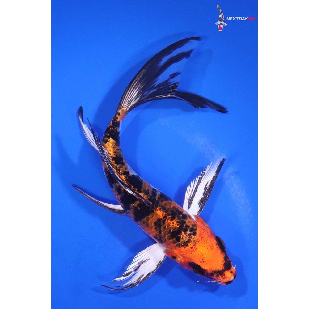 6” Imported Yamato Nishiki Butterfly Koi