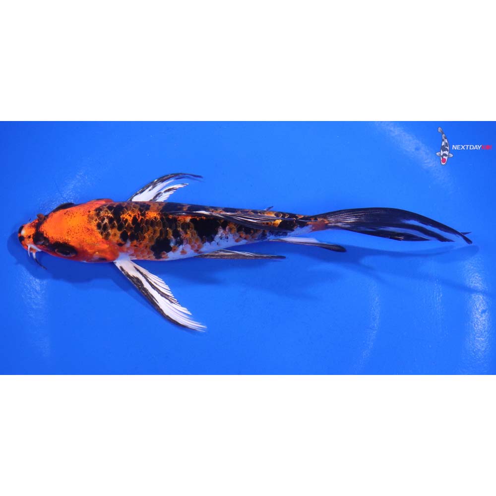 6” Imported Yamato Nishiki Butterfly Koi