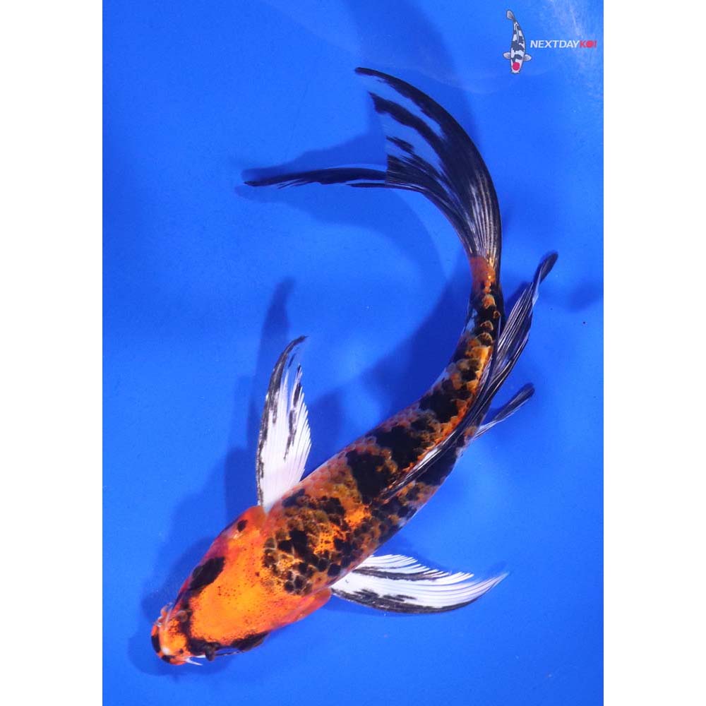 6” Imported Yamato Nishiki Butterfly Koi