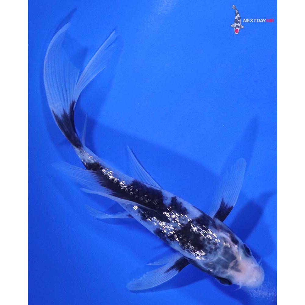 5.5” Imported Gin Rin Shiro Utsuri Butterfly Koi