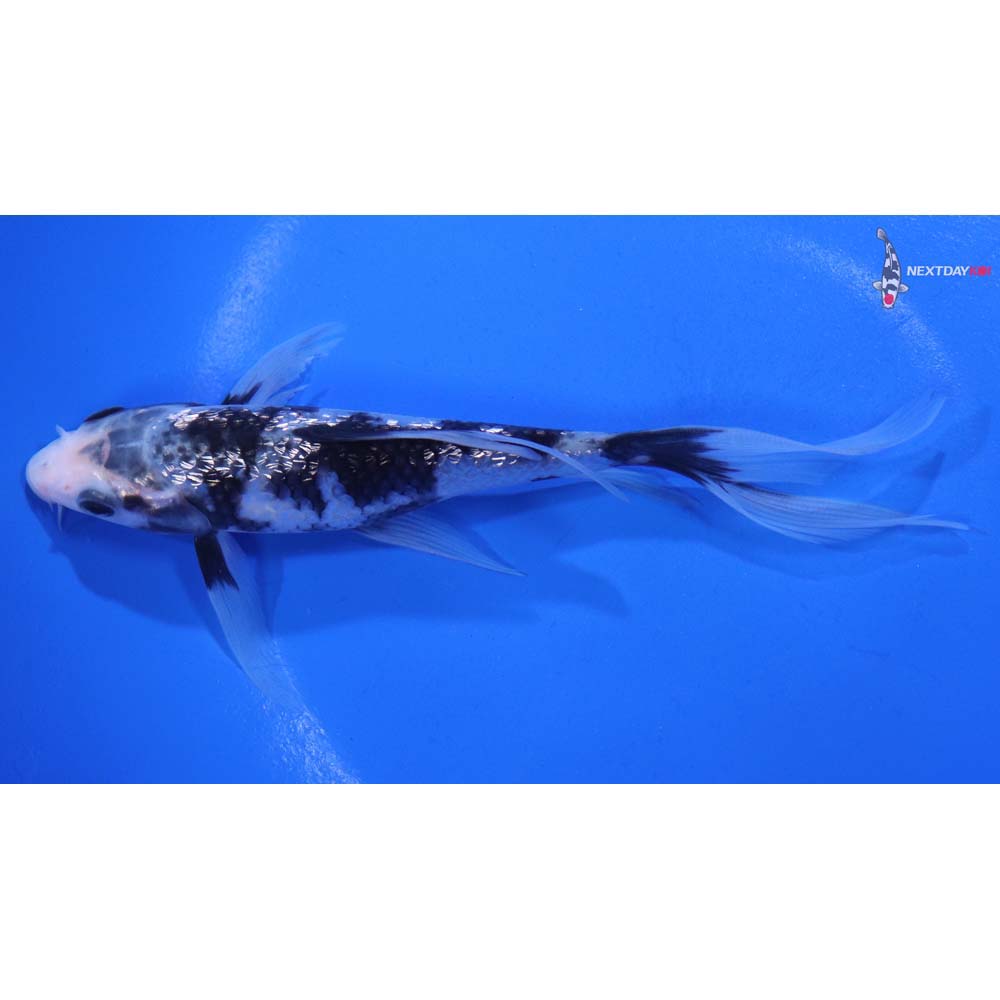 5.5” Imported Gin Rin Shiro Utsuri Butterfly Koi