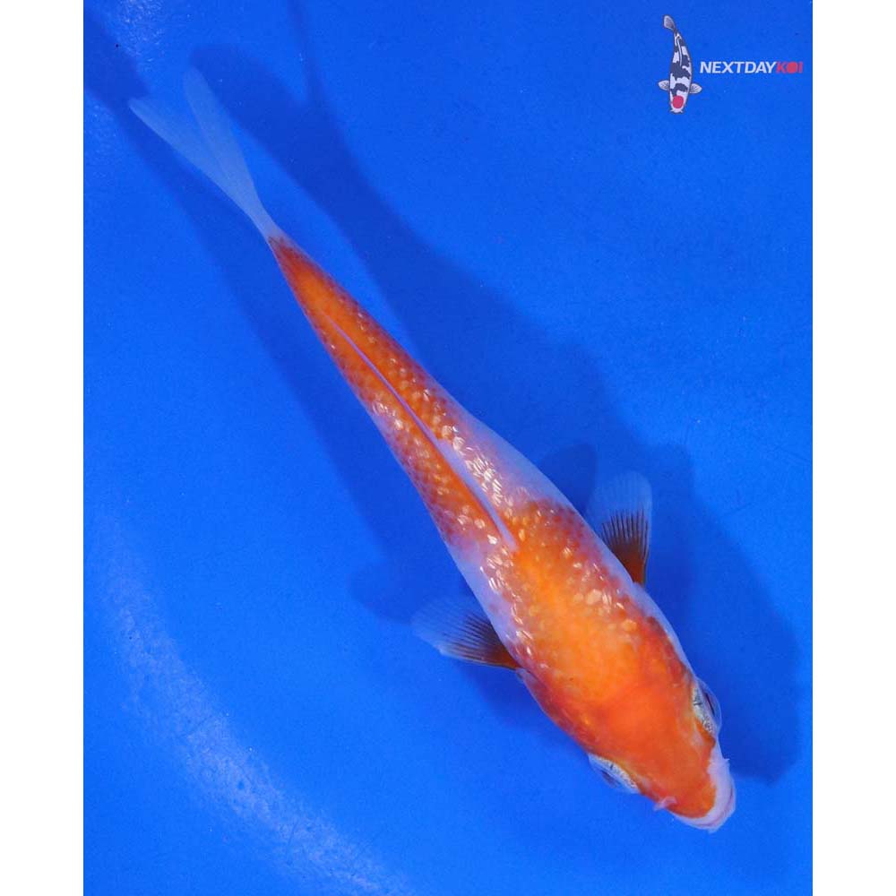 3.5” Imported Gin Rin Kohaku