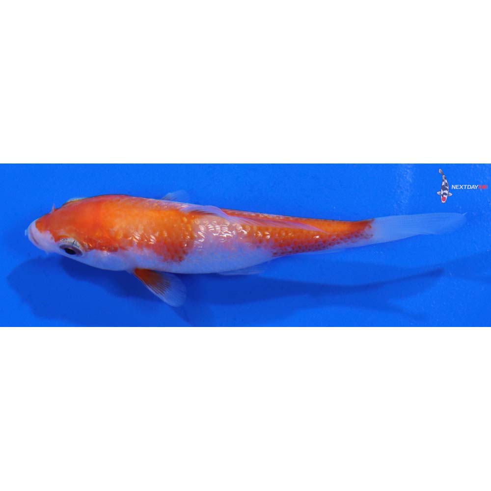 3.5” Imported Gin Rin Kohaku