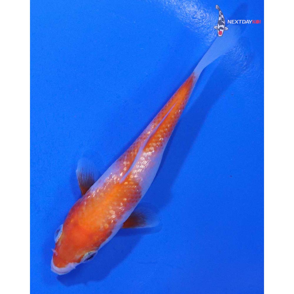 3.5” Imported Gin Rin Kohaku