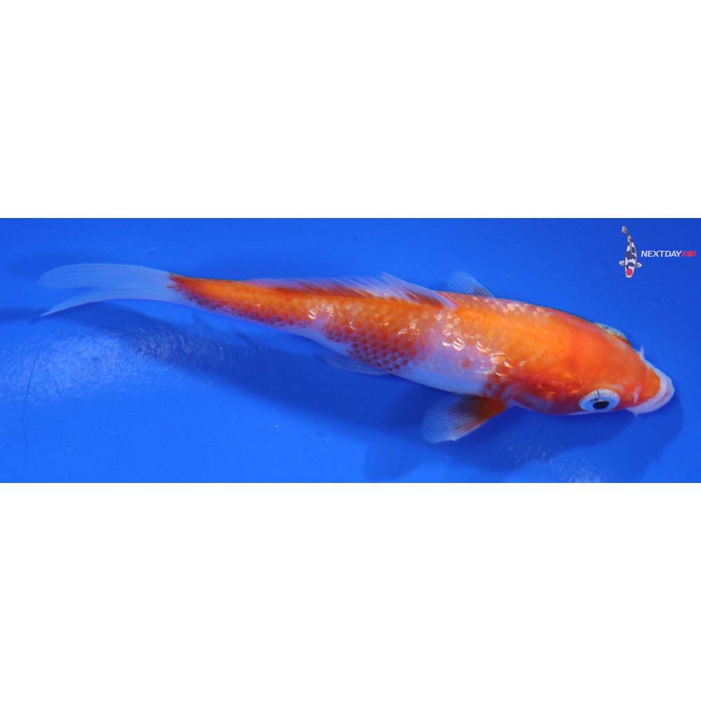 3.5” Imported Gin Rin Kohaku