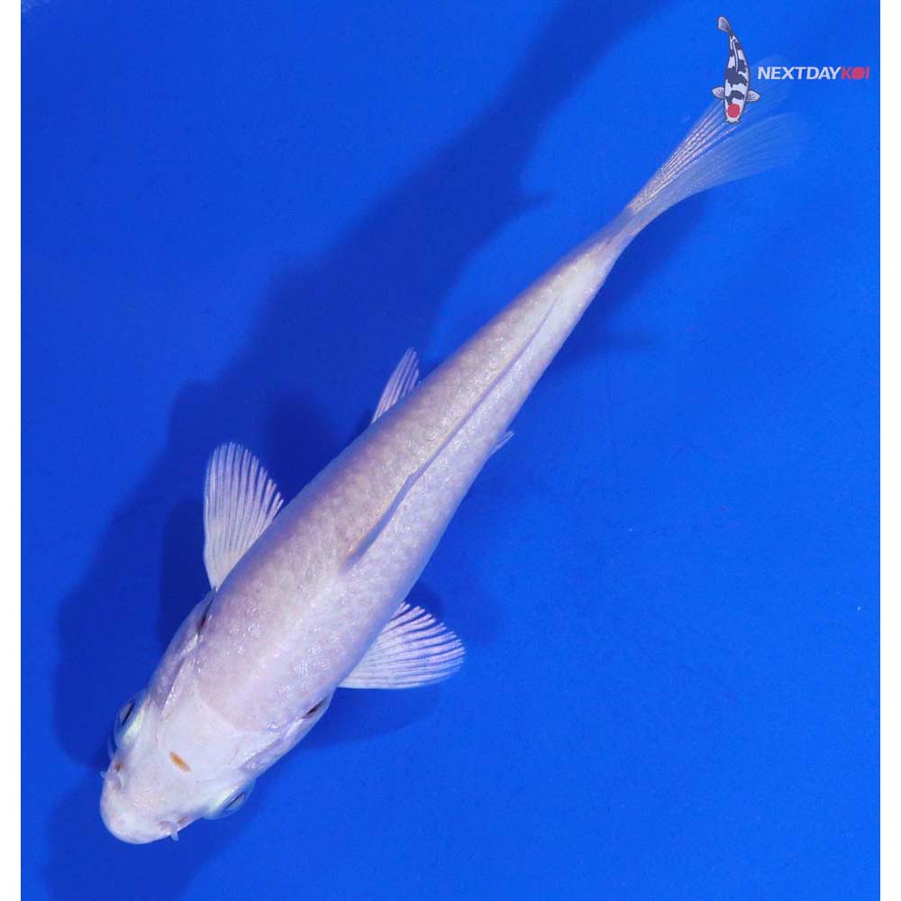 3.5” Imported Platinum Ogon