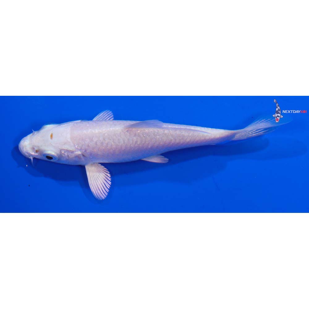 3.5” Imported Platinum Ogon