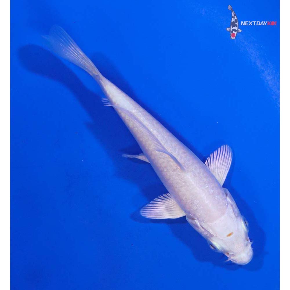 3.5” Imported Platinum Ogon