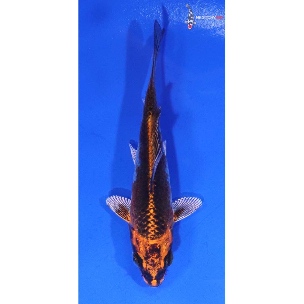 3.5” Imported Kujaku