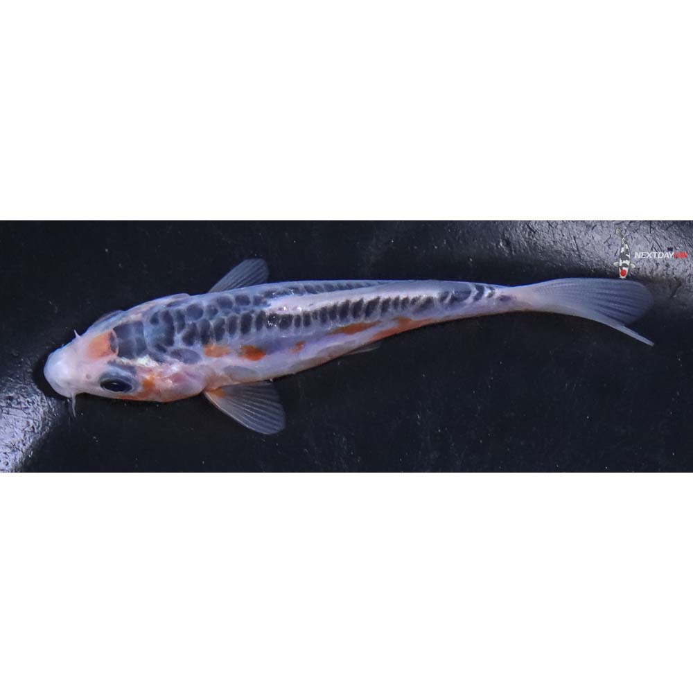 4” Imported Shusui