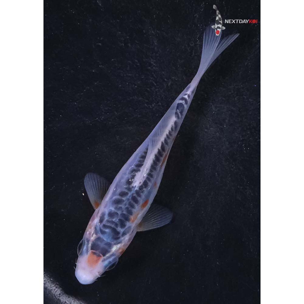 4” Imported Shusui