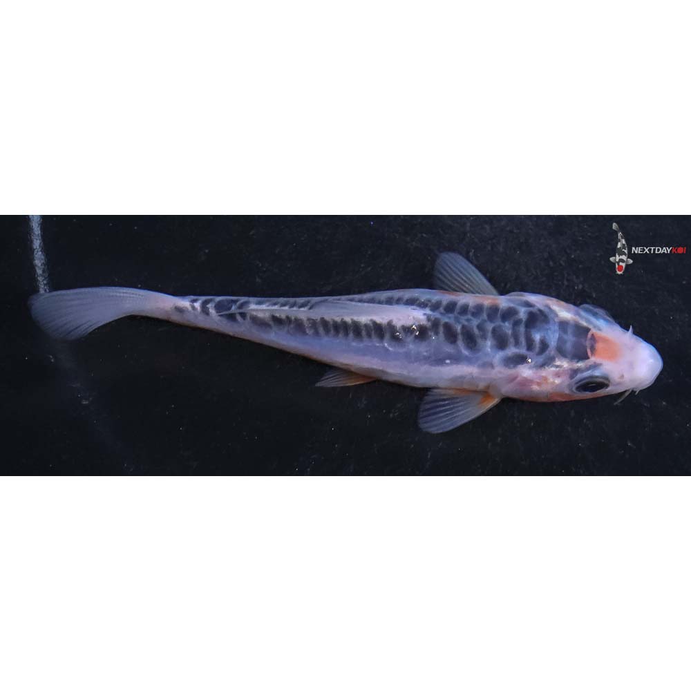 4” Imported Shusui