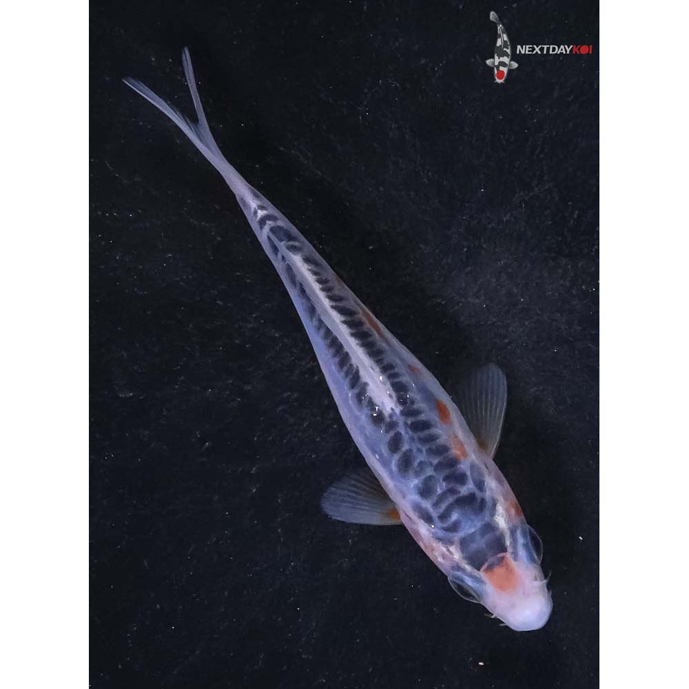 4” Imported Shusui