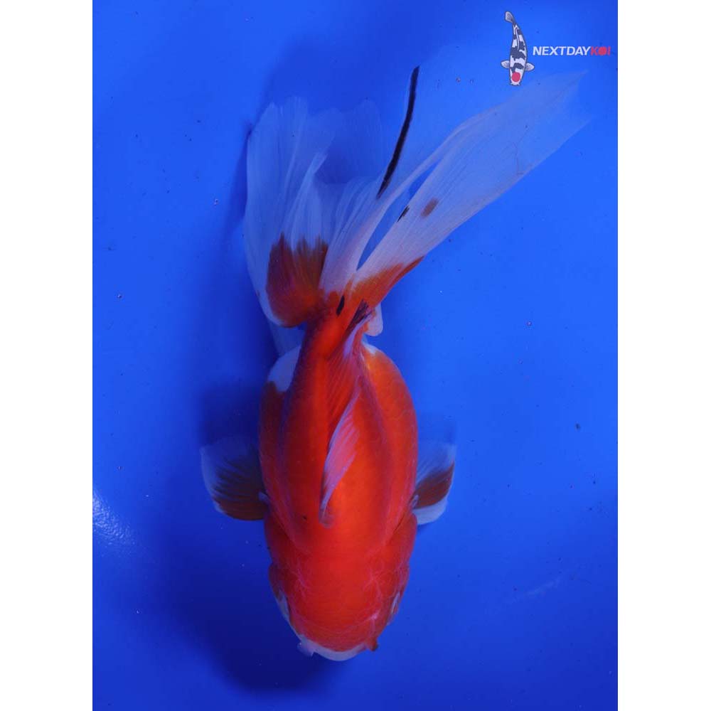 6” Imported Calico Oranda