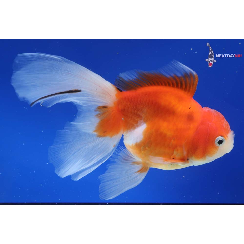6” Imported Calico Oranda
