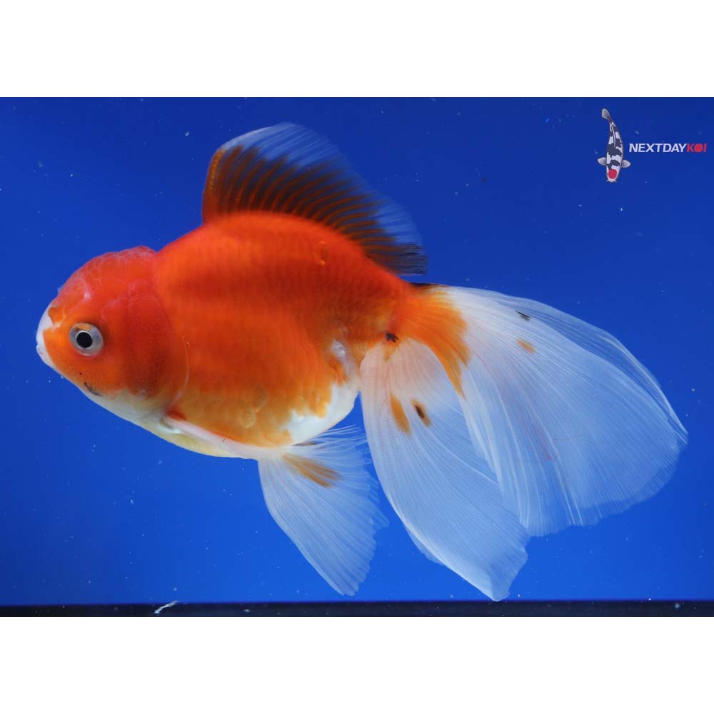 6” Imported Calico Oranda