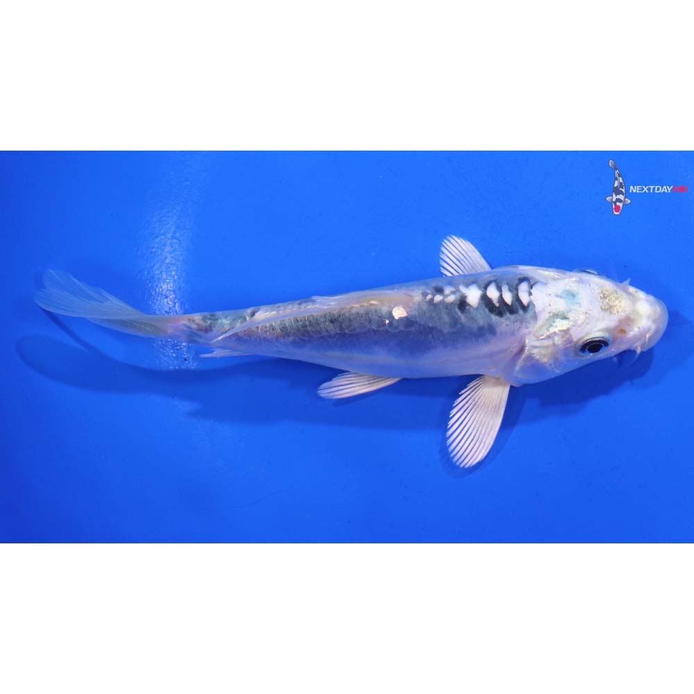 5” Imported Doitsu Blue Gin Matsuba