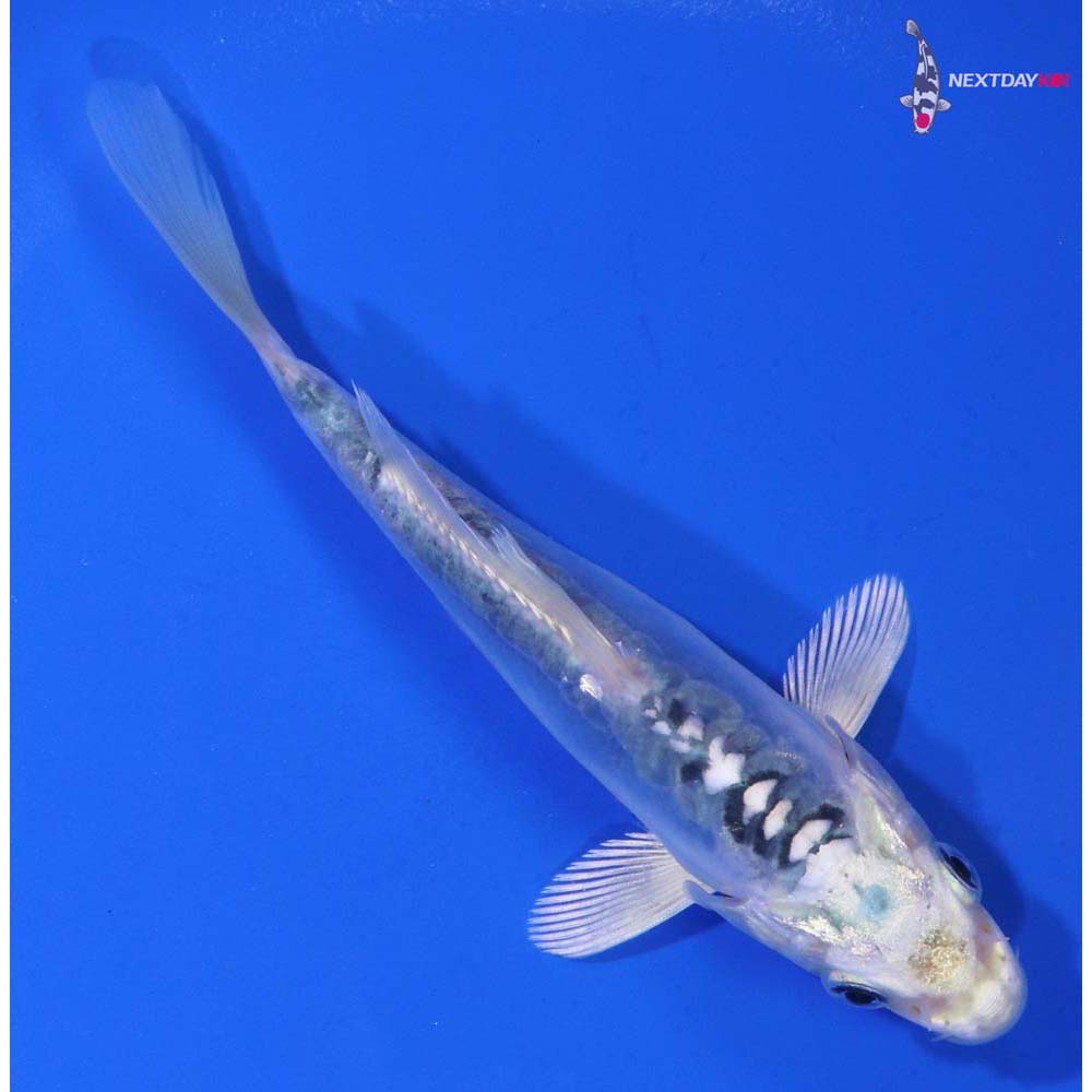 5” Imported Doitsu Blue Gin Matsuba