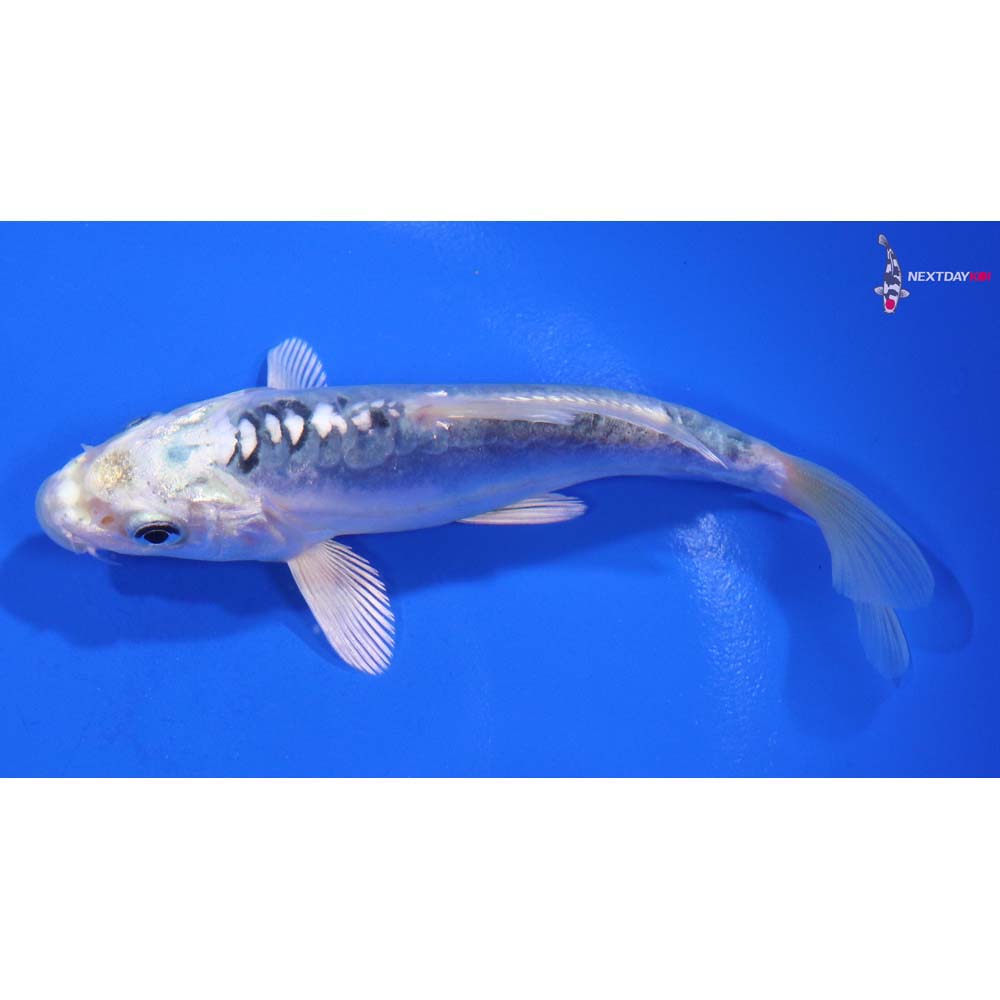 5” Imported Doitsu Blue Gin Matsuba