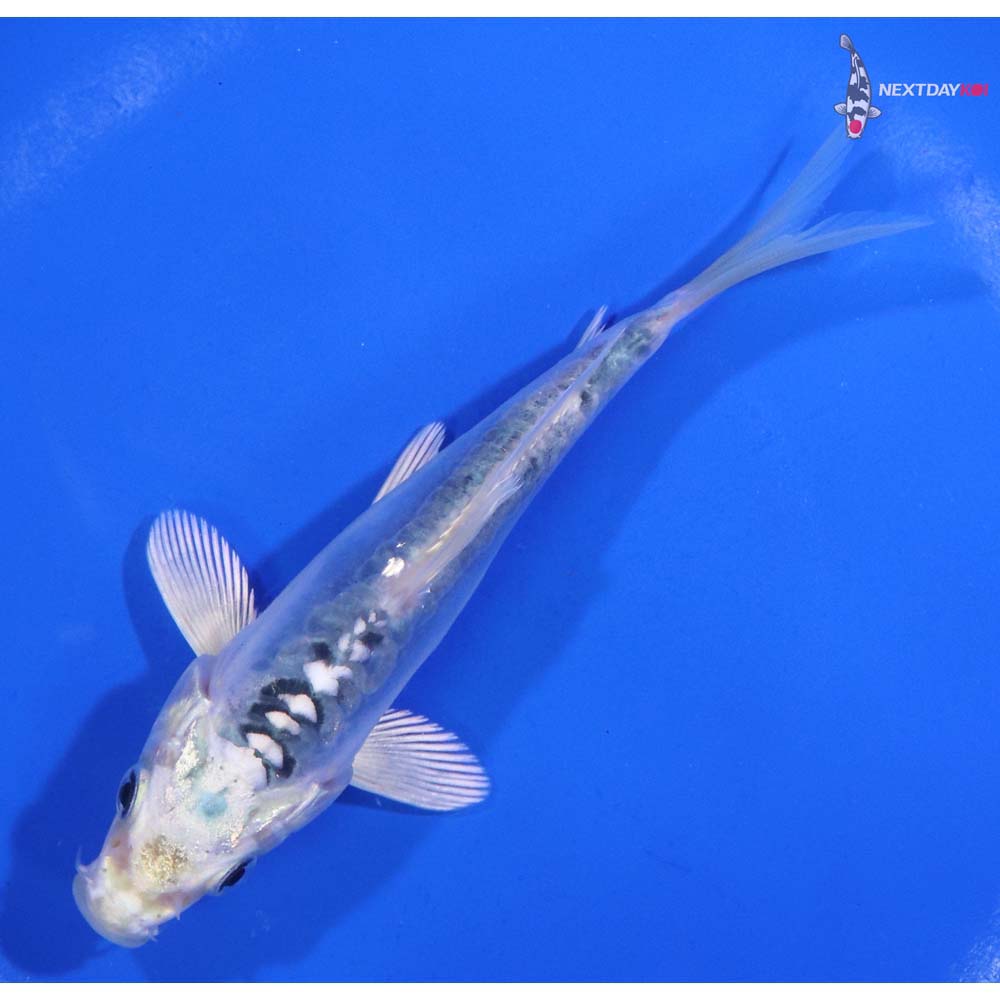 5” Imported Doitsu Blue Gin Matsuba