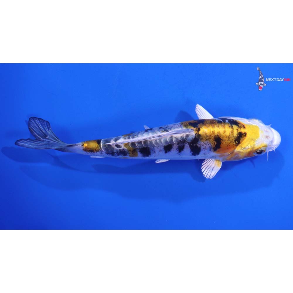 5” Imported Heisei Nishiki