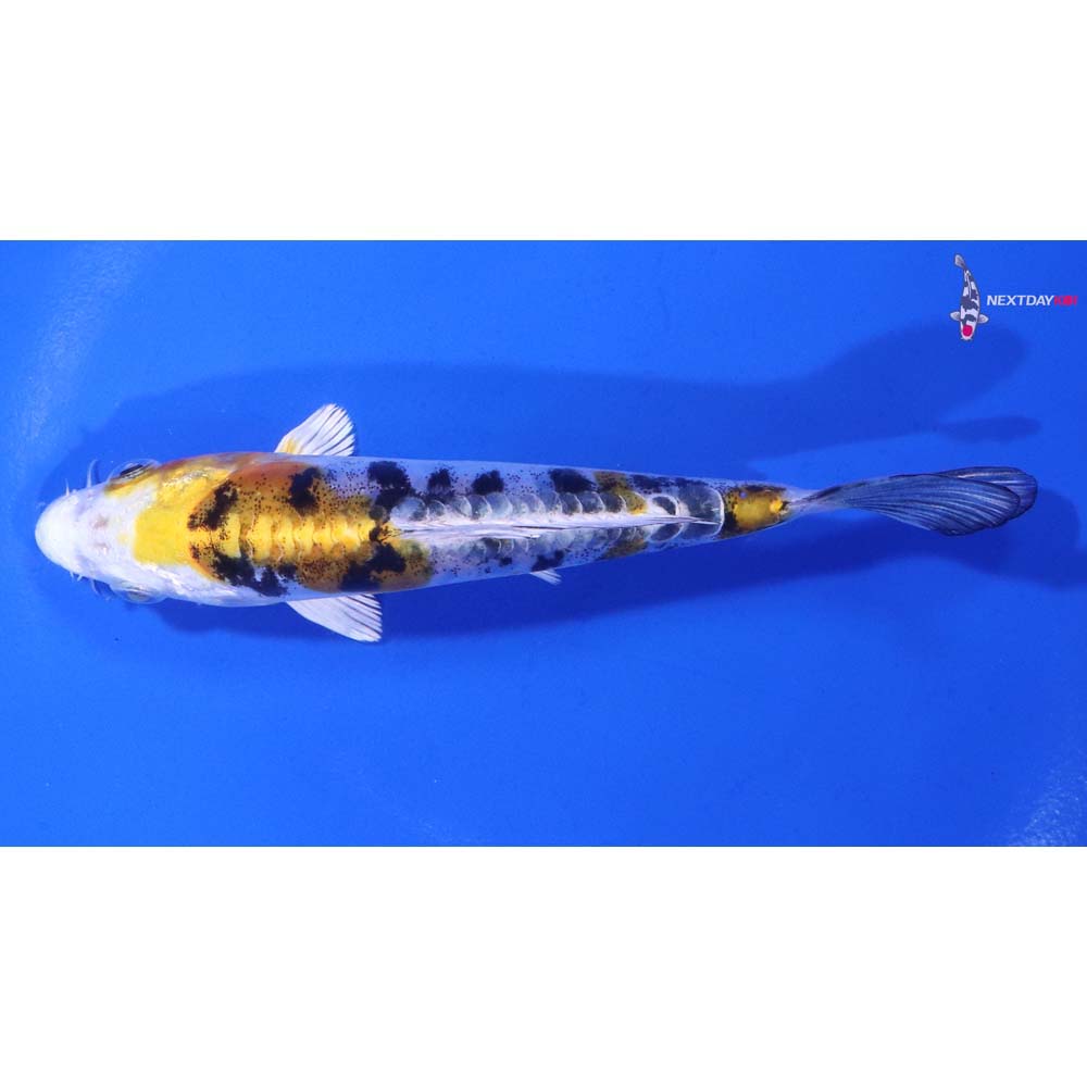 5” Imported Heisei Nishiki