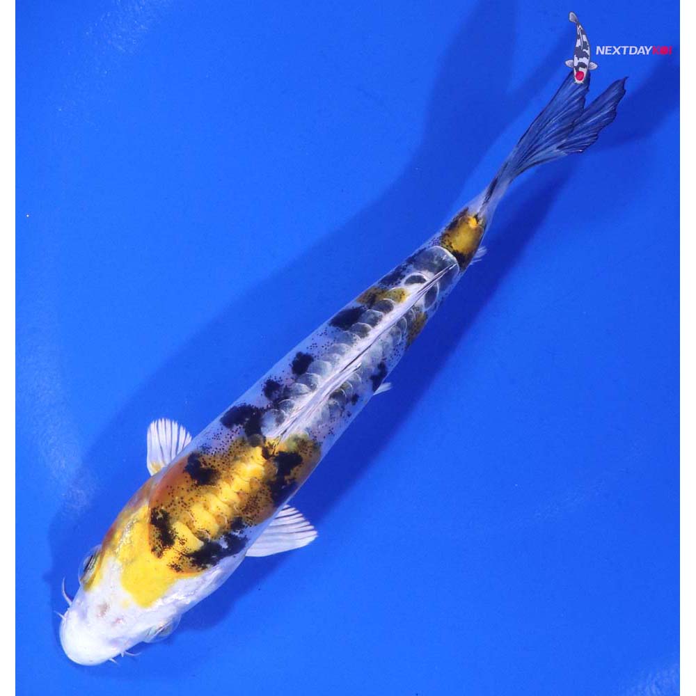 5” Imported Heisei Nishiki